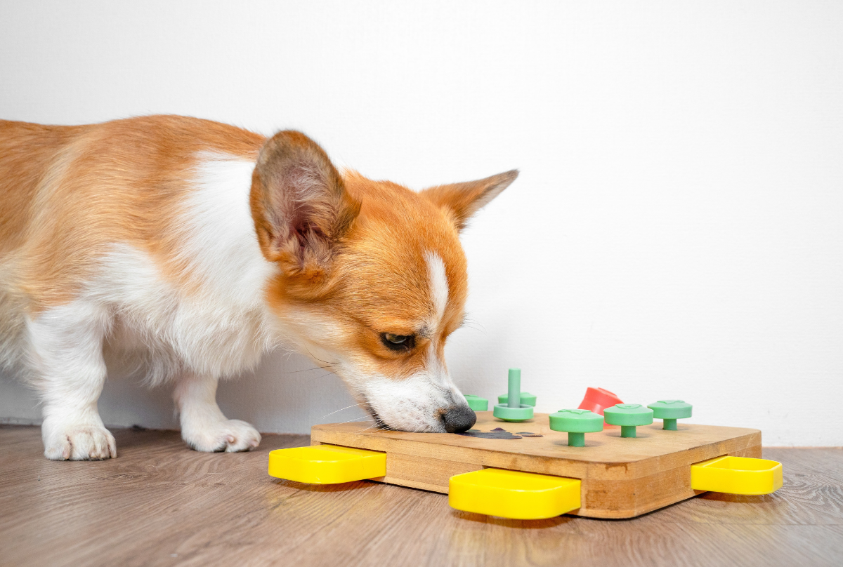 Corgi dog bent over interactive educational toy for, puzzle, slow feeder, pokes his nose into holes for hidden treat. Smart bowl, find dry food by smell. Pet training, mental activity, intelligence