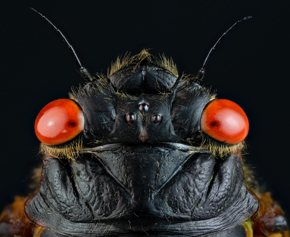The head of a cicada that emerged in 2021 as part of Brood X.