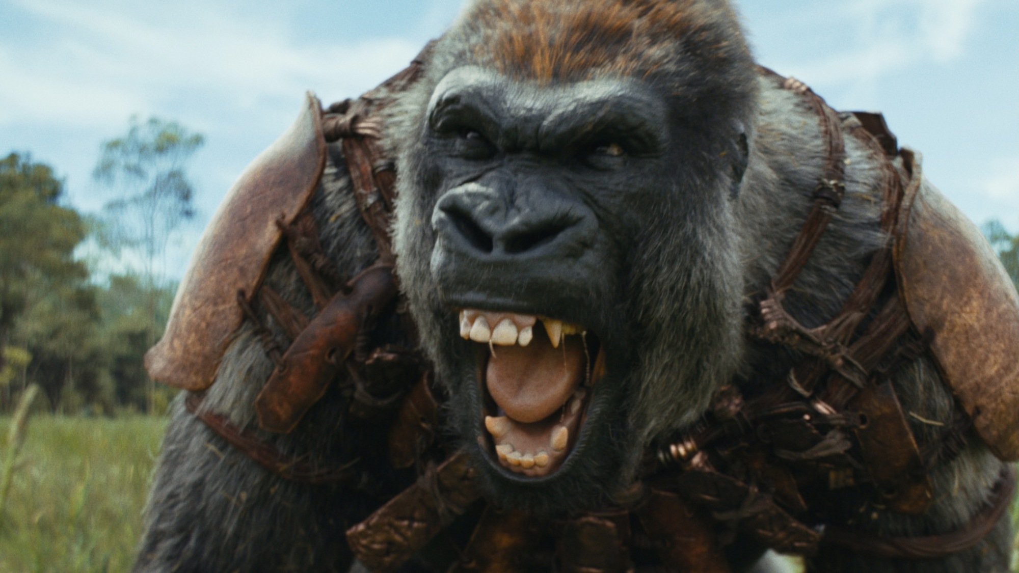 A gorilla roars.