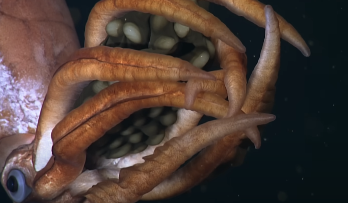 A recently discovered species of deep-sea squid protecting a brood of unusually large eggs. 