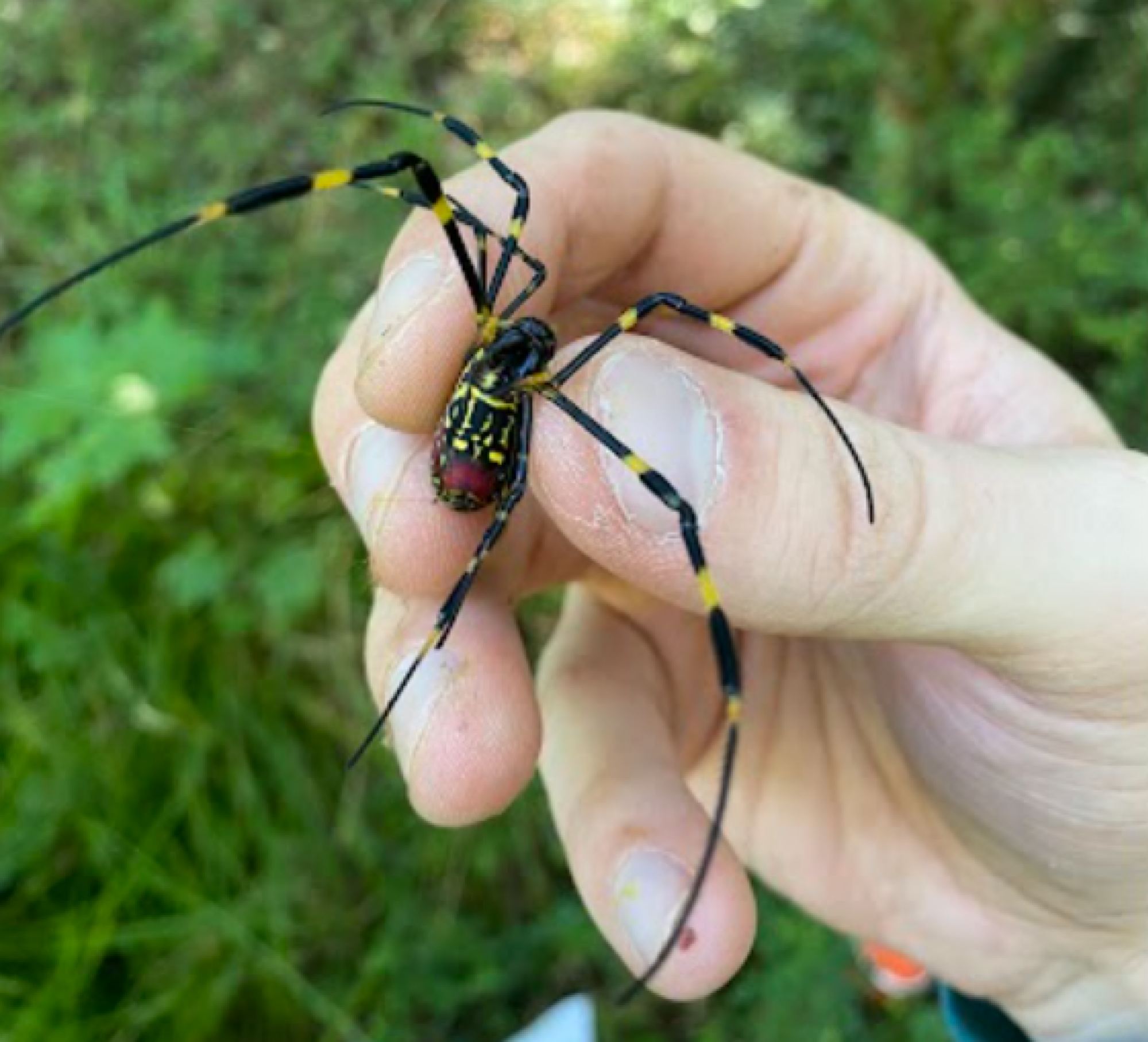 a Joro spider held in a hand