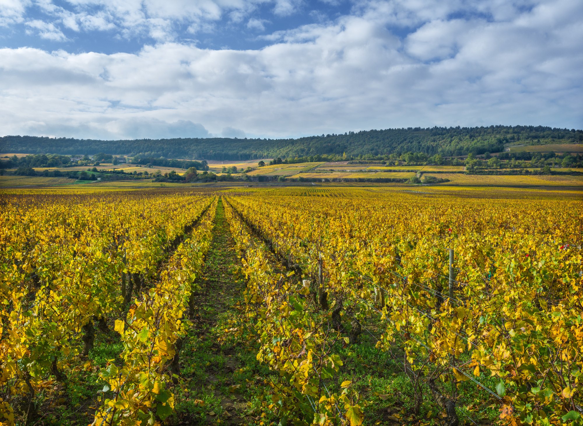 Burgundy wine country