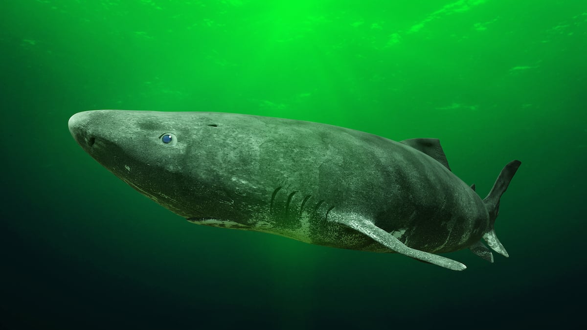 A Greenland shark swimming in ocean.