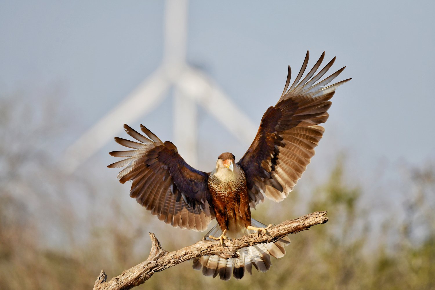 A crested caracara near a wind turbine in South Texas.