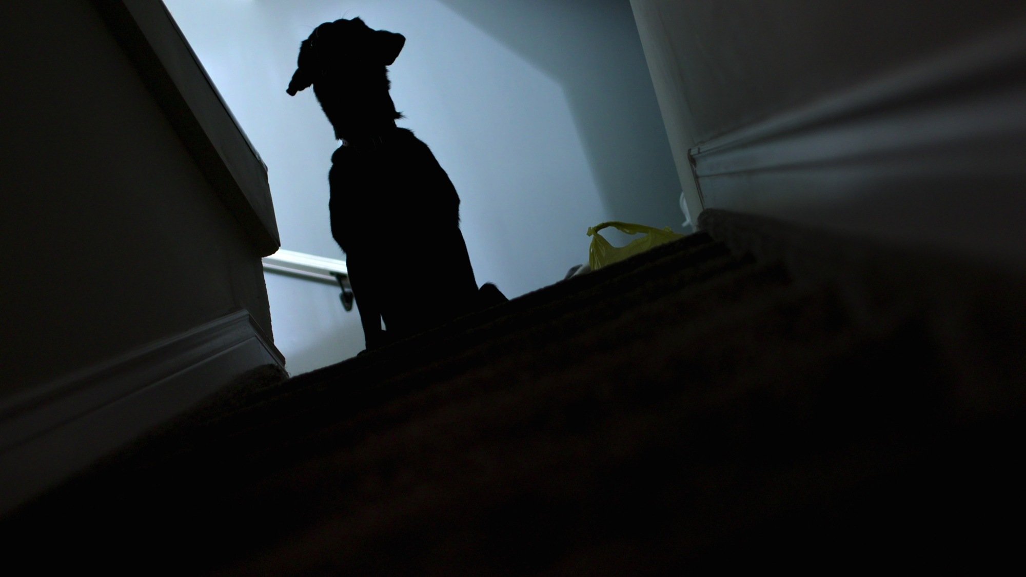 A dog sits at the top of the basement stairs. 