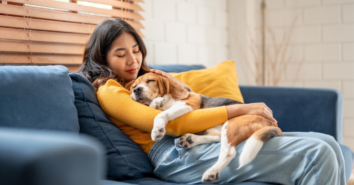 Adorable Beagle dog puppy sleeping on young female owner's shoulder. Attractive woman spend leisure time and petting on her pet animal that lying down with gentle and happiness in living room at home.