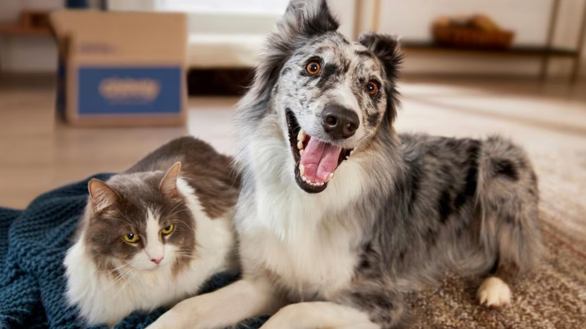 A dog and a cat sitting on a bed together