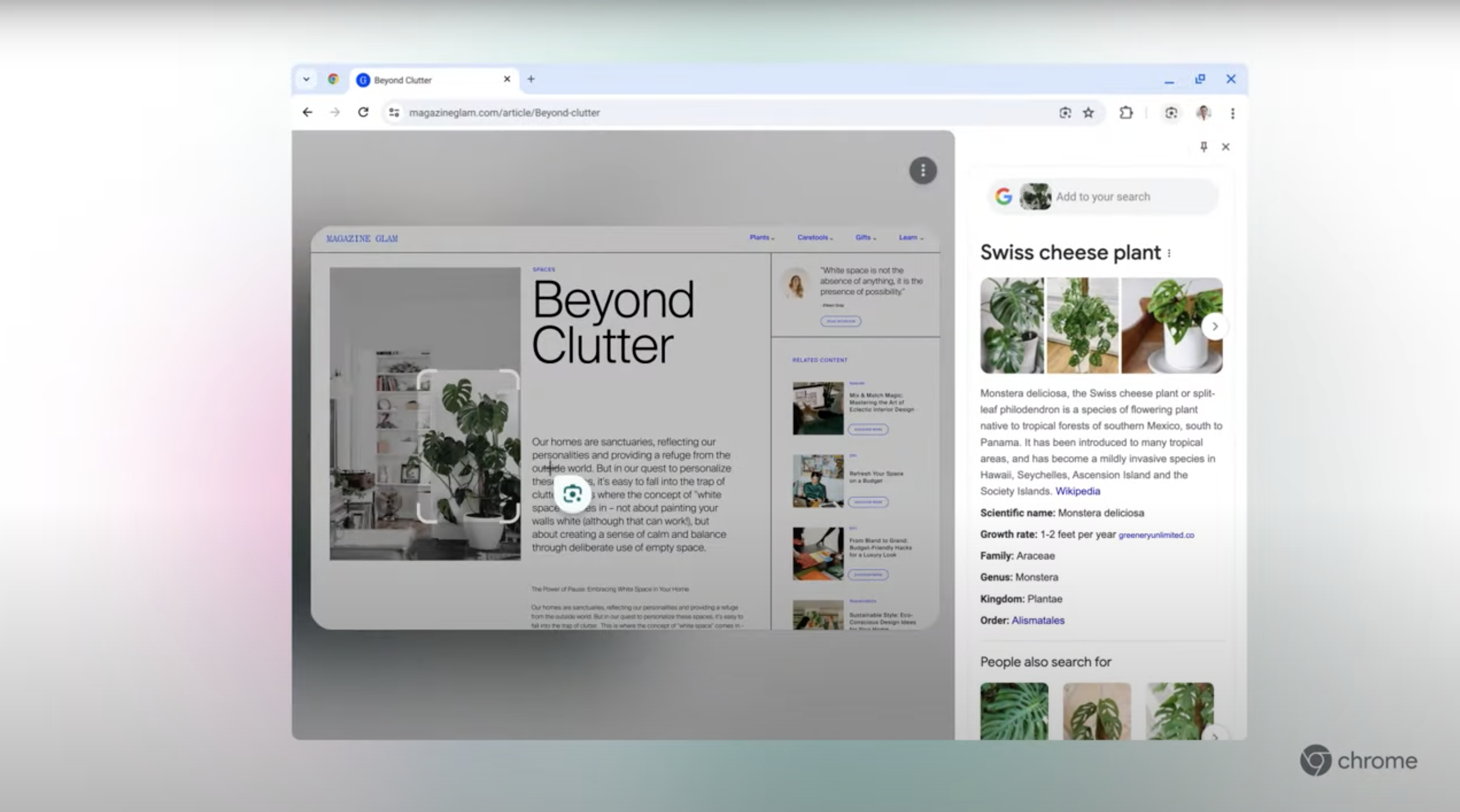 A screenshot of Google Lens in action, showing a web page with a photo of swiss cheese plant highlighted, with search results on the right.