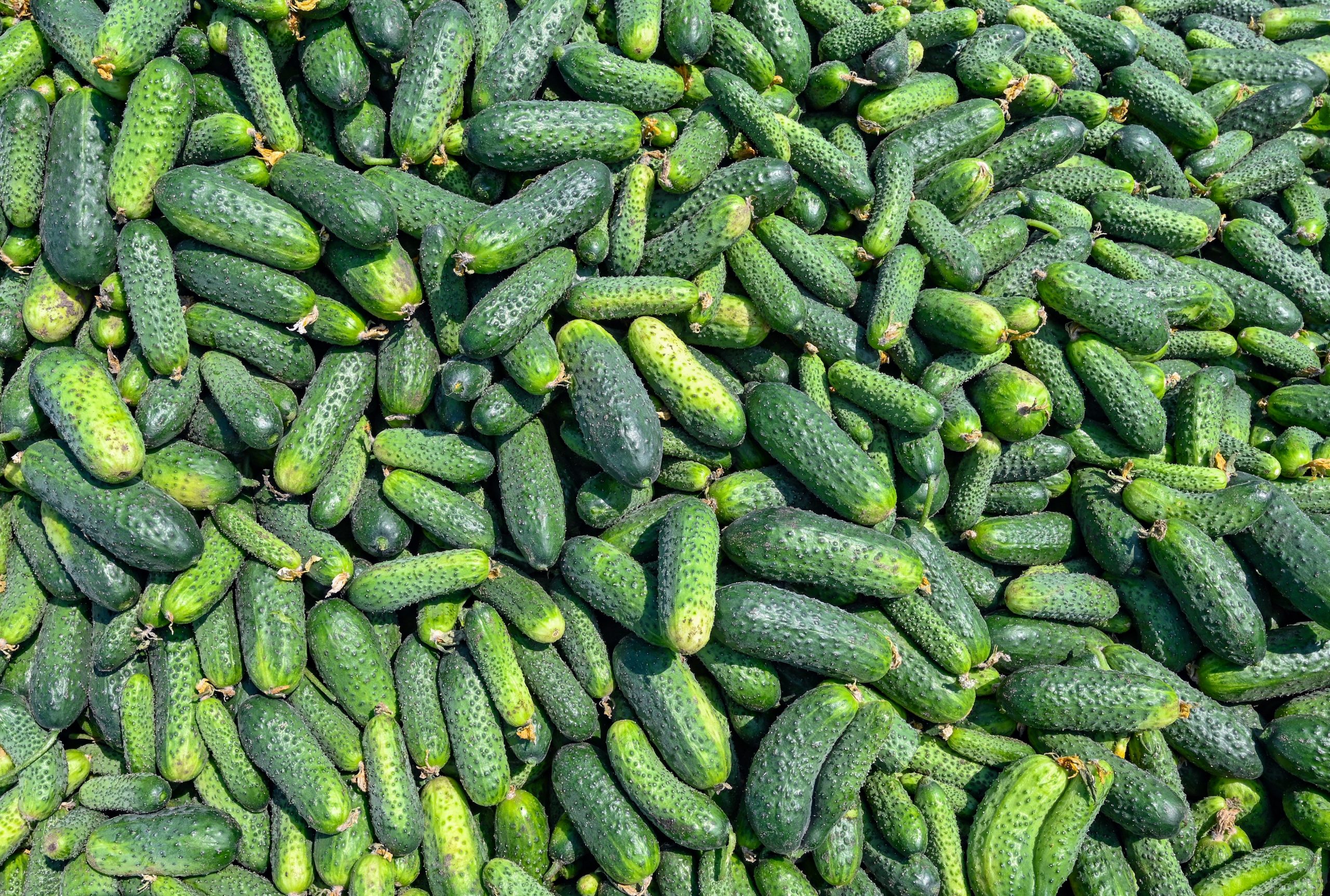 cucumbers in a big pile