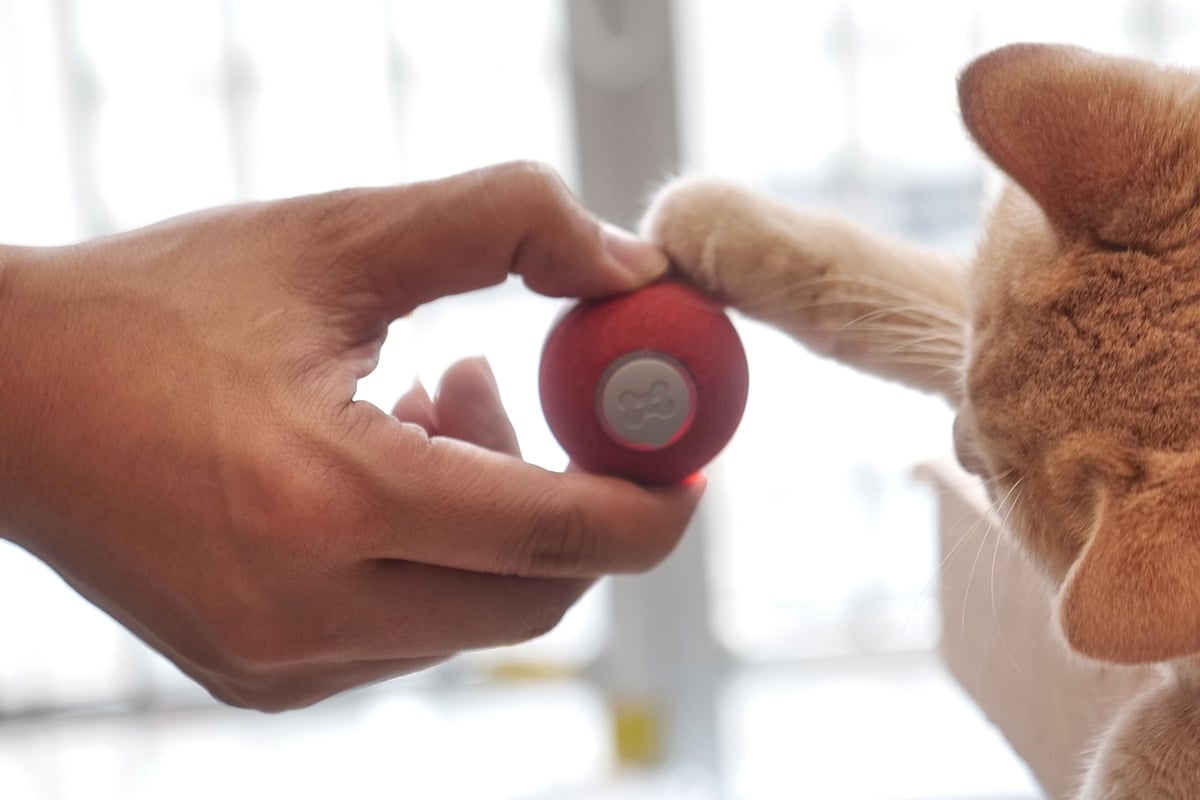 person playing with a cat