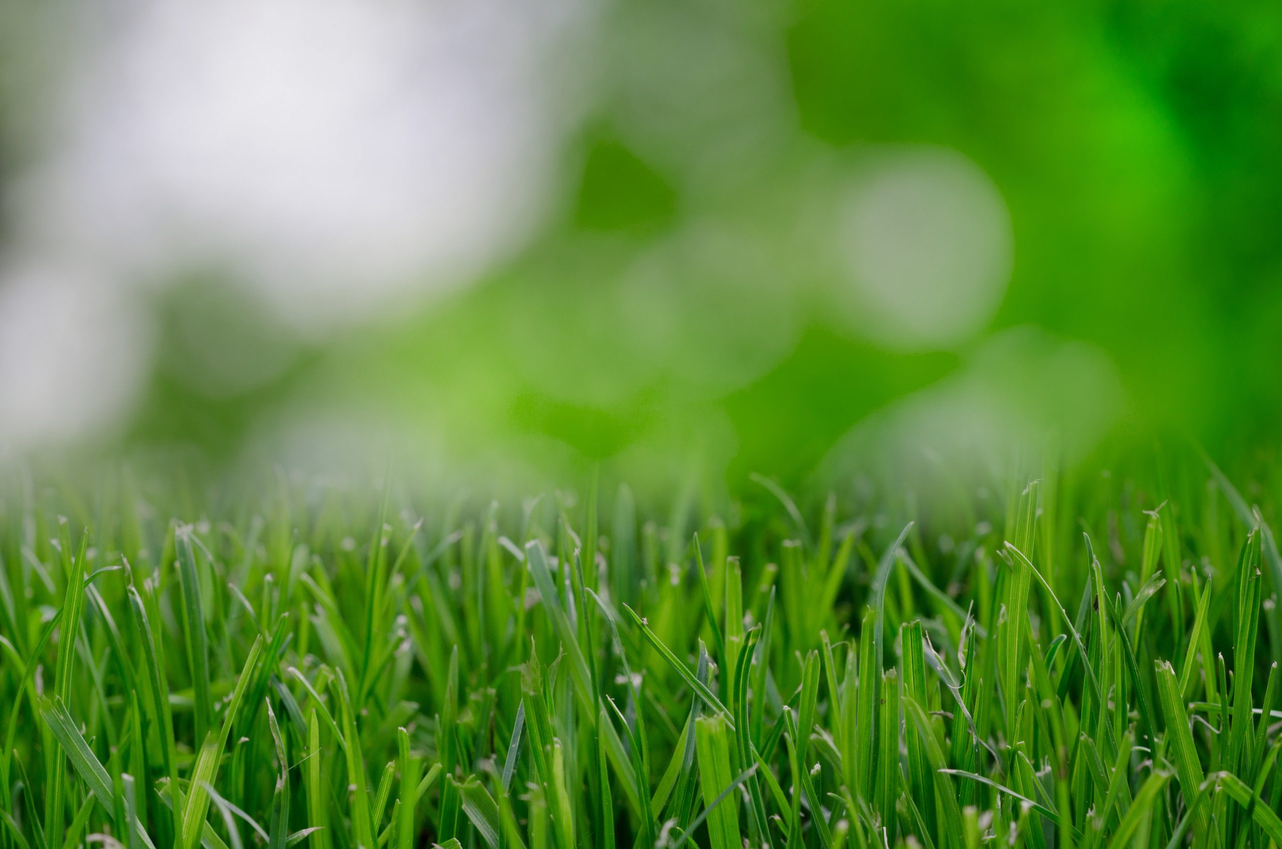 Blades of grass in a garden