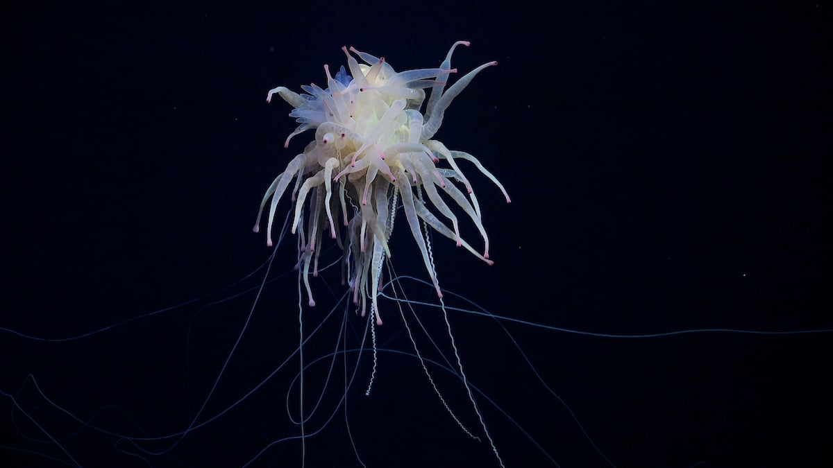 A flying spaghetti monster spotted amid a recent deep ocean expedition.