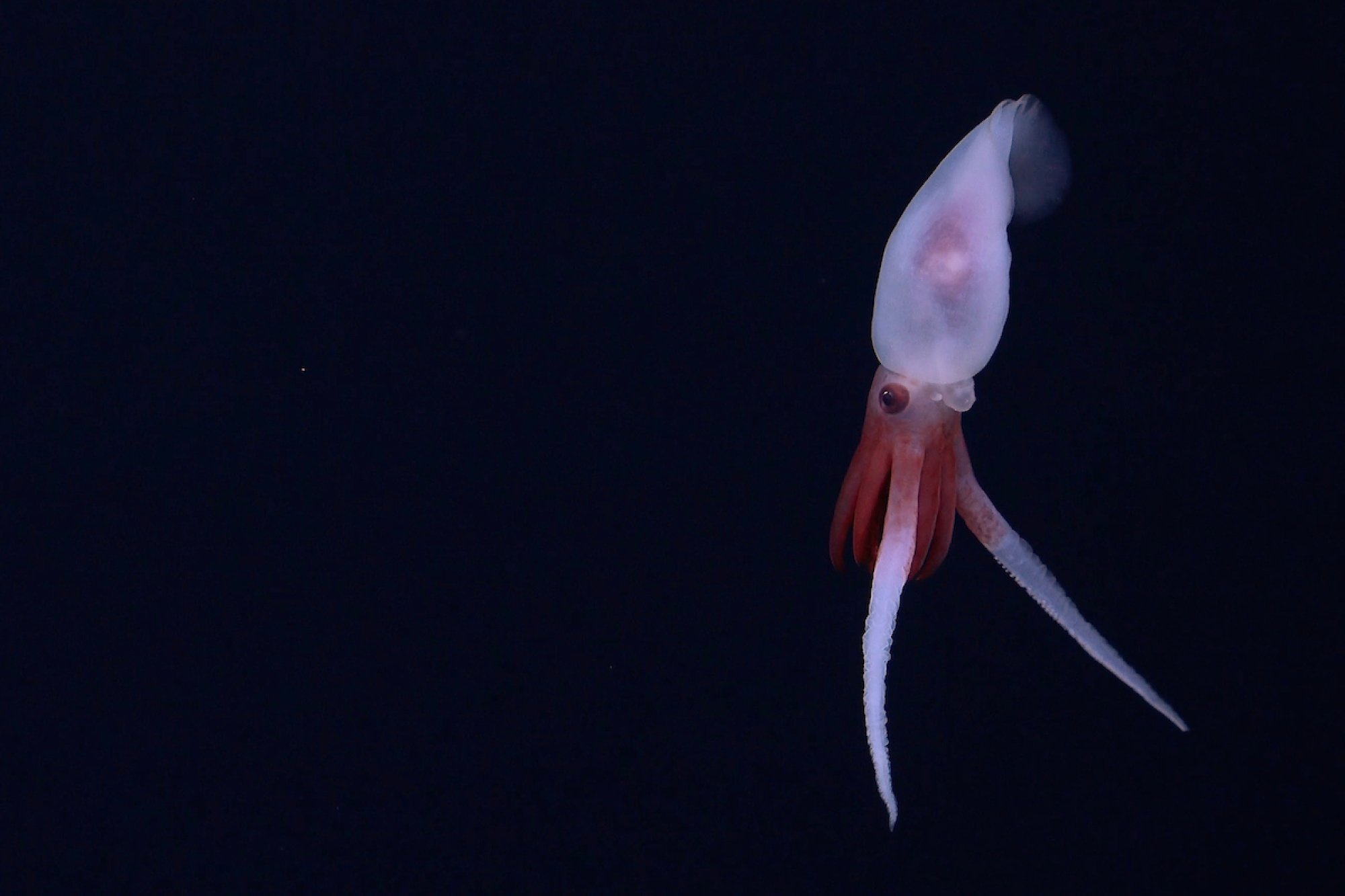 "This is the first footage of a live Promachoteuthis squid," the Schmidt Ocean Institute said. "Until now, the squid genus has only been characterized from dead samples found in nets."