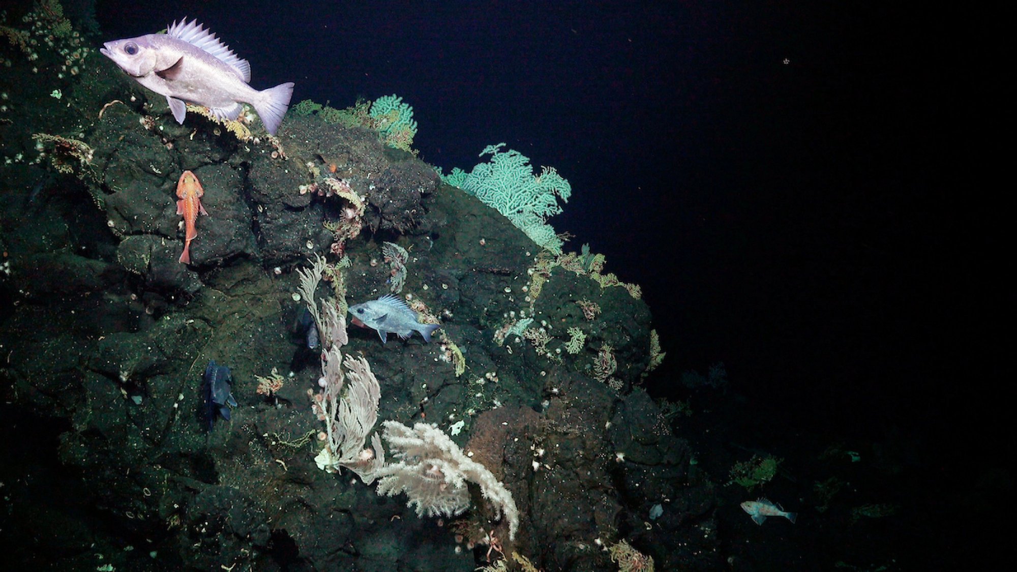 Vivid fish (Pentaceros richardsoni and Helicolenus lengerichi) and corals spotted on a deep sea mountain.