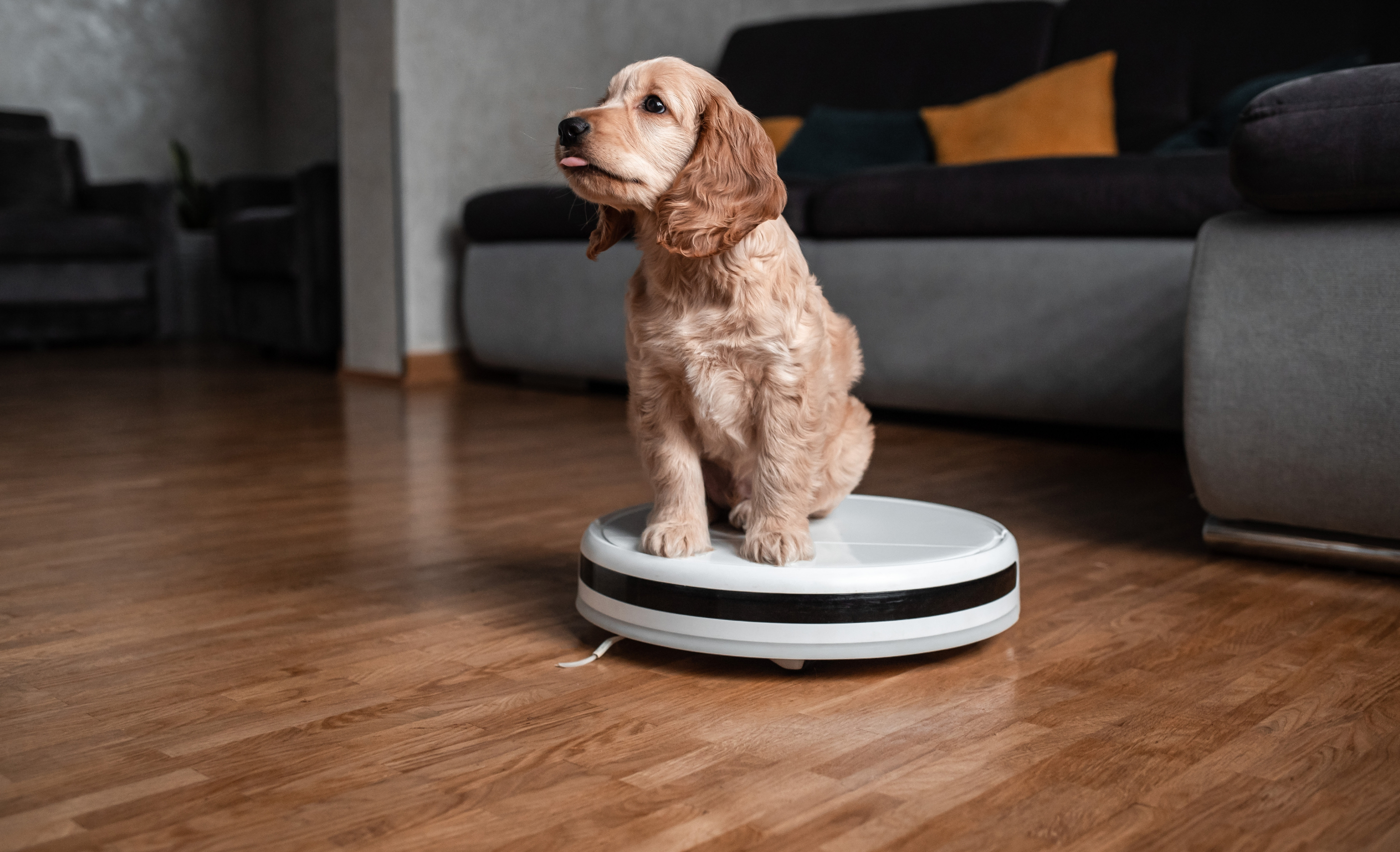 Pet friendly smart vacuum cleaner. Cute golden cocker spaniel puppy dog with while robot vacuum cleaner works close to him. smart technology concept.