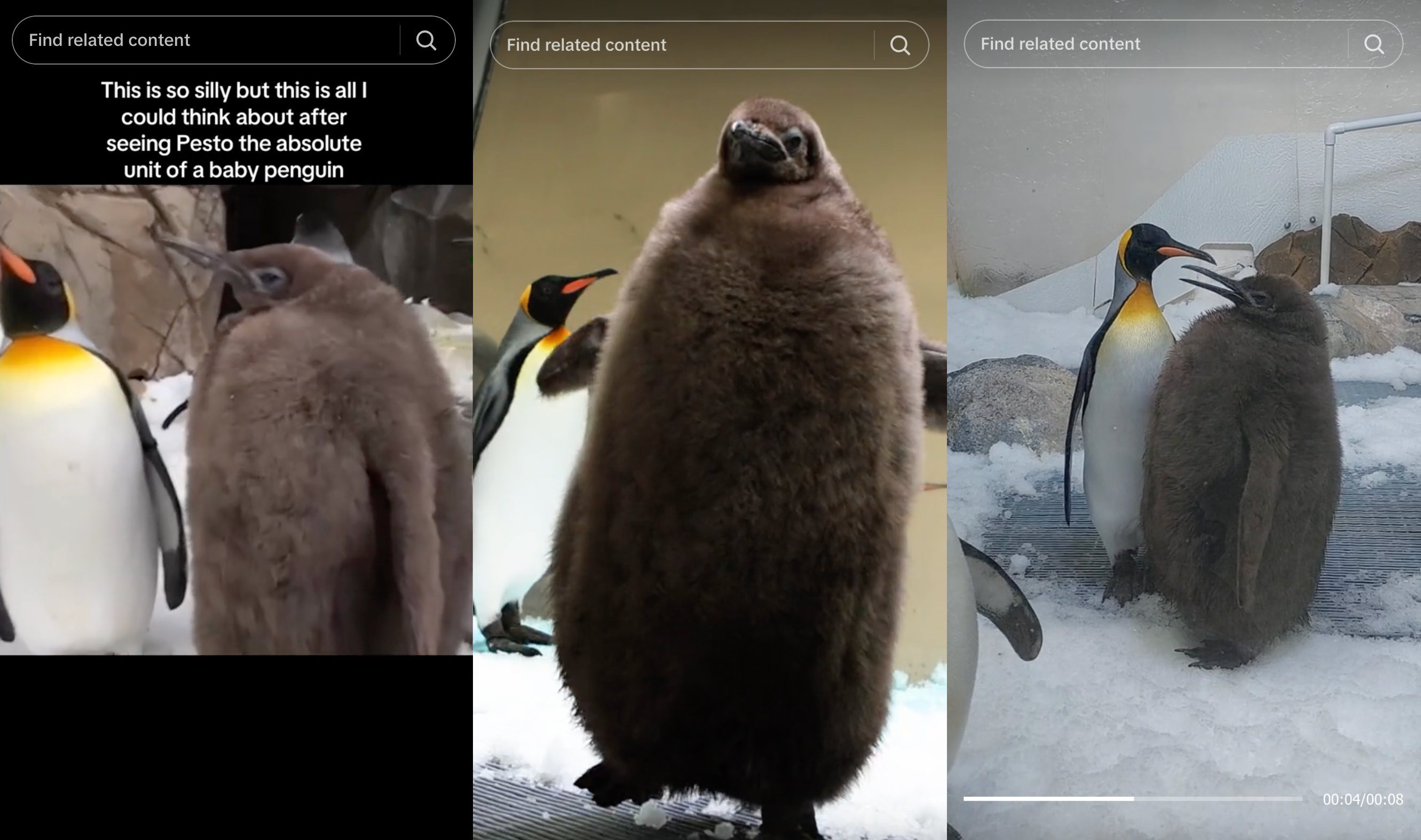 three screenshot of tiktoks of a massive baby penguin that still has it's black feathers