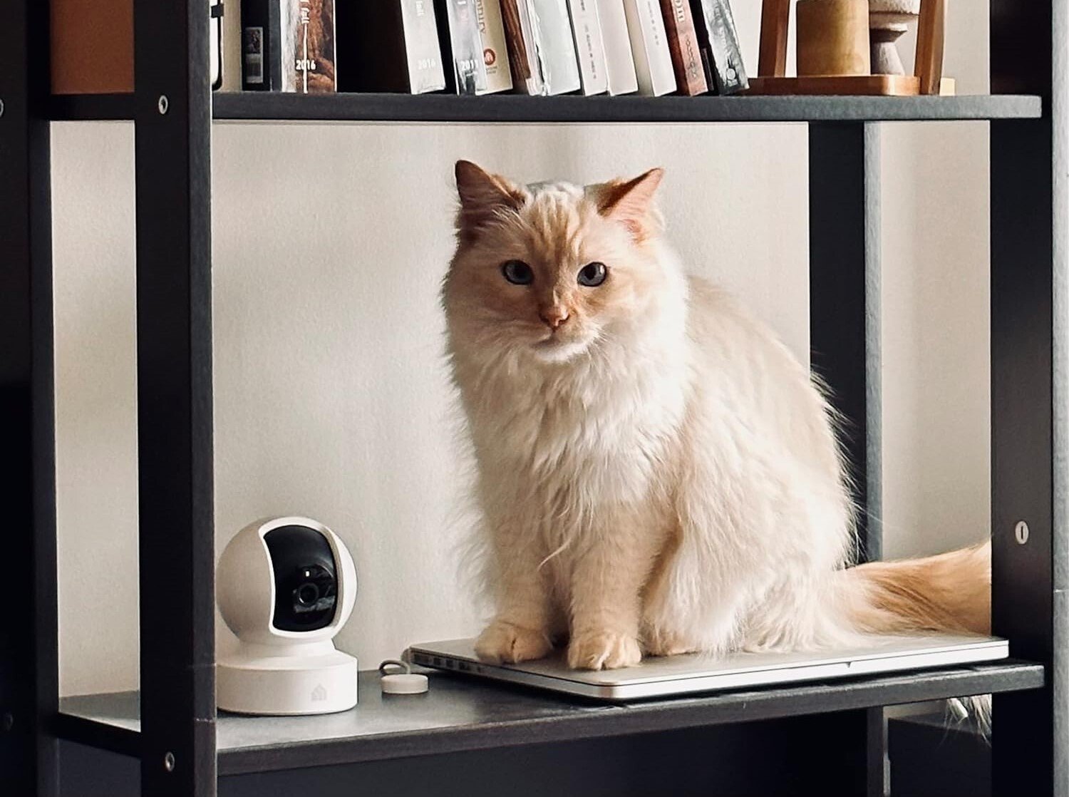 a cat sits on a bookshelf with a kasa indoor security camera next to it