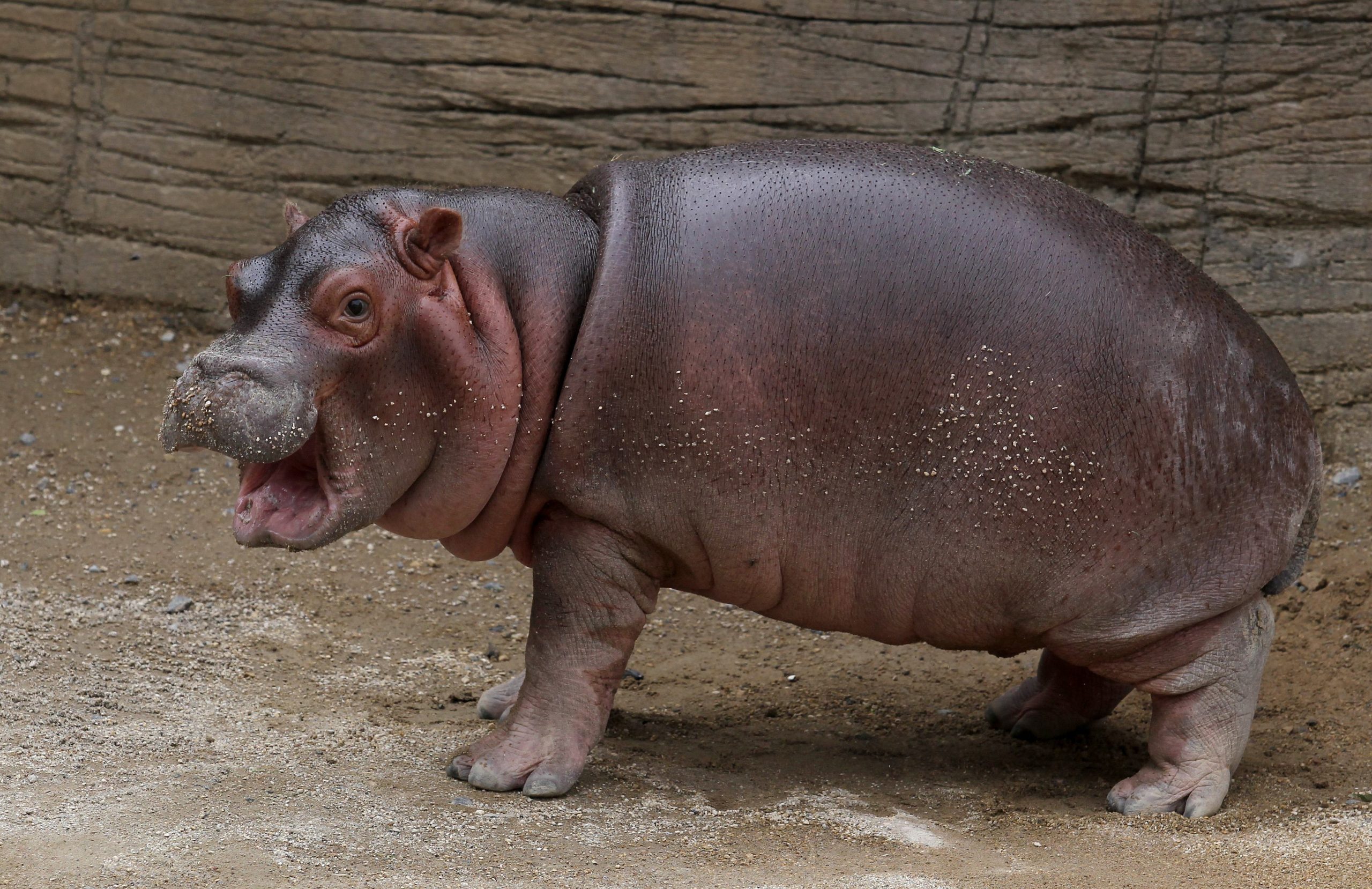 a baby hippo standing with its mouth open