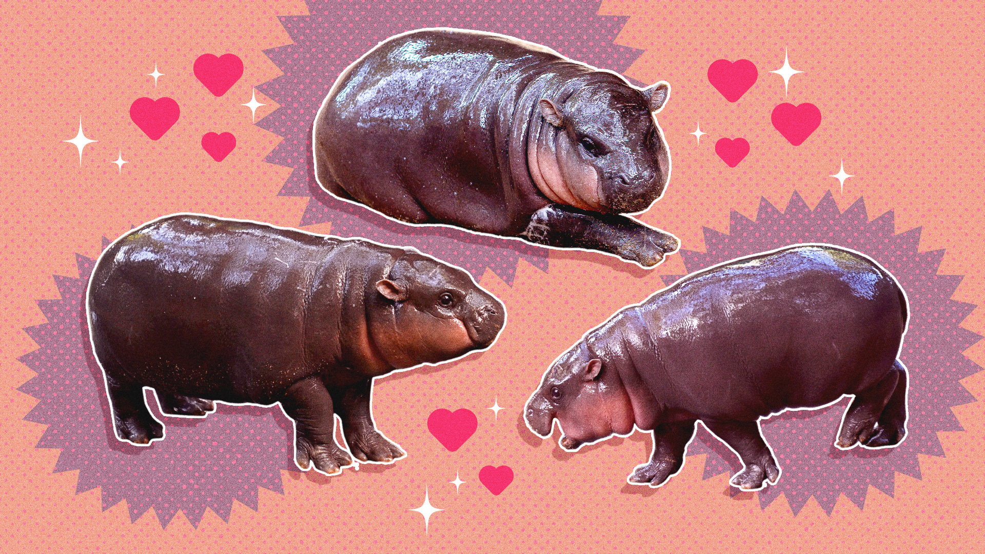 images of the hippo moo deng with a background of hearts and stars