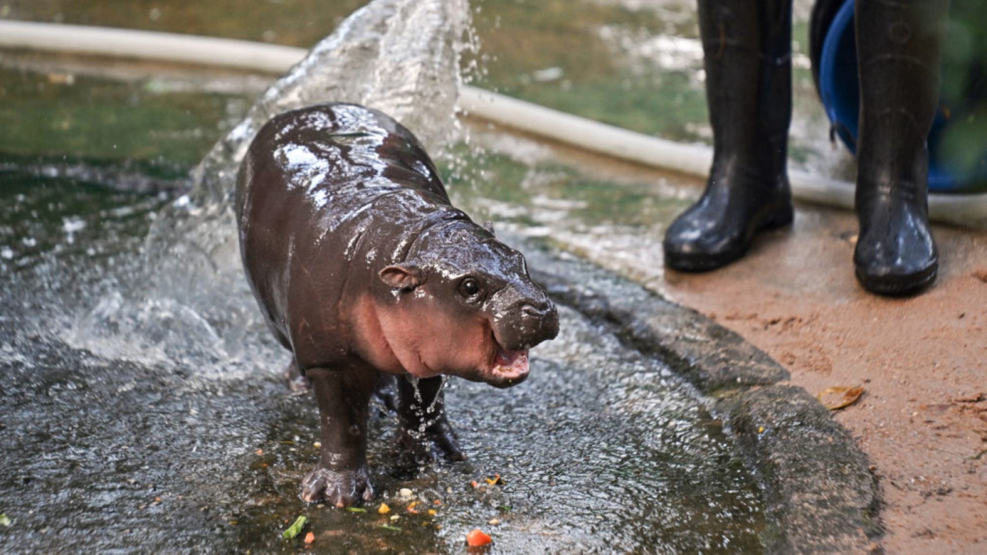 Moo Deng, a two-month-old female pygmy hippo who has recently become a viral internet sensation, is showered by a zookeeper at Khao Kheow Open Zoo in Chonburi province on September 15, 2024.