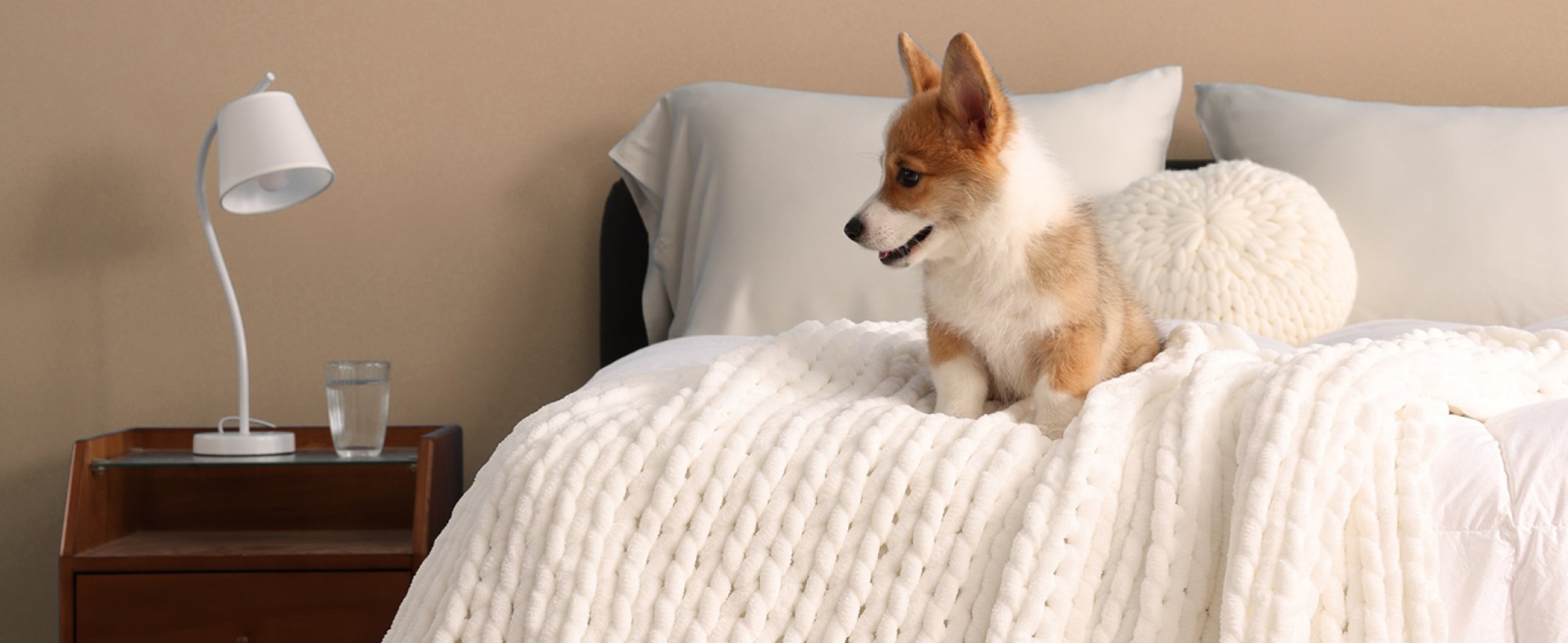 dog on throw blanket