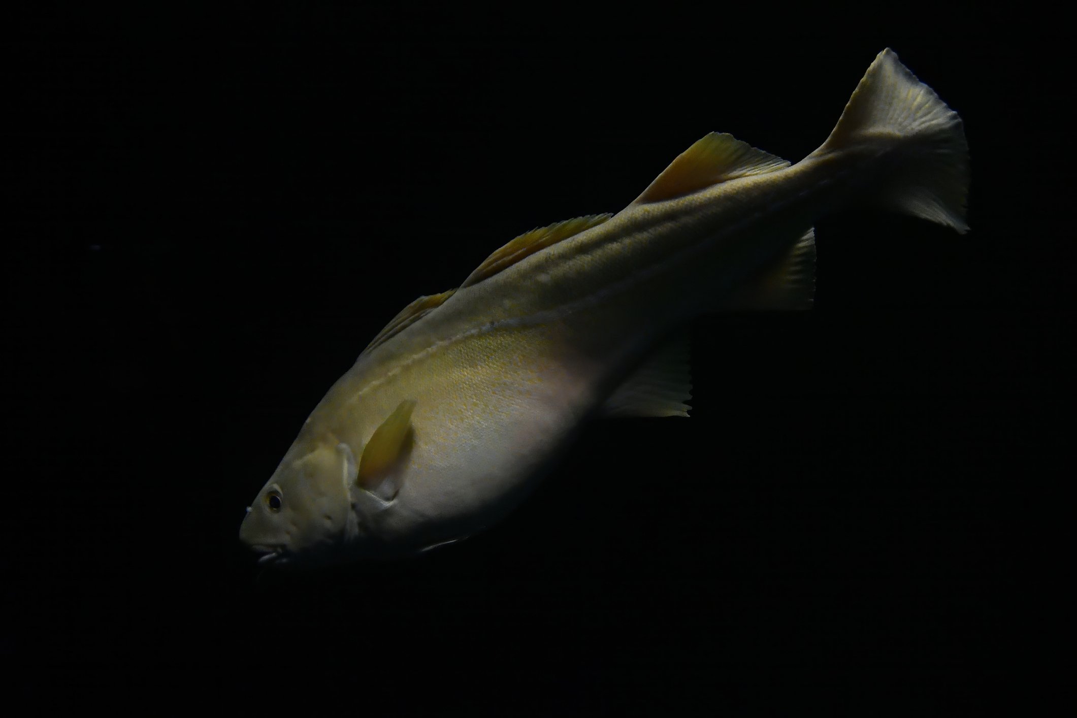 An Atlantic cod swimming in the dark ocean.