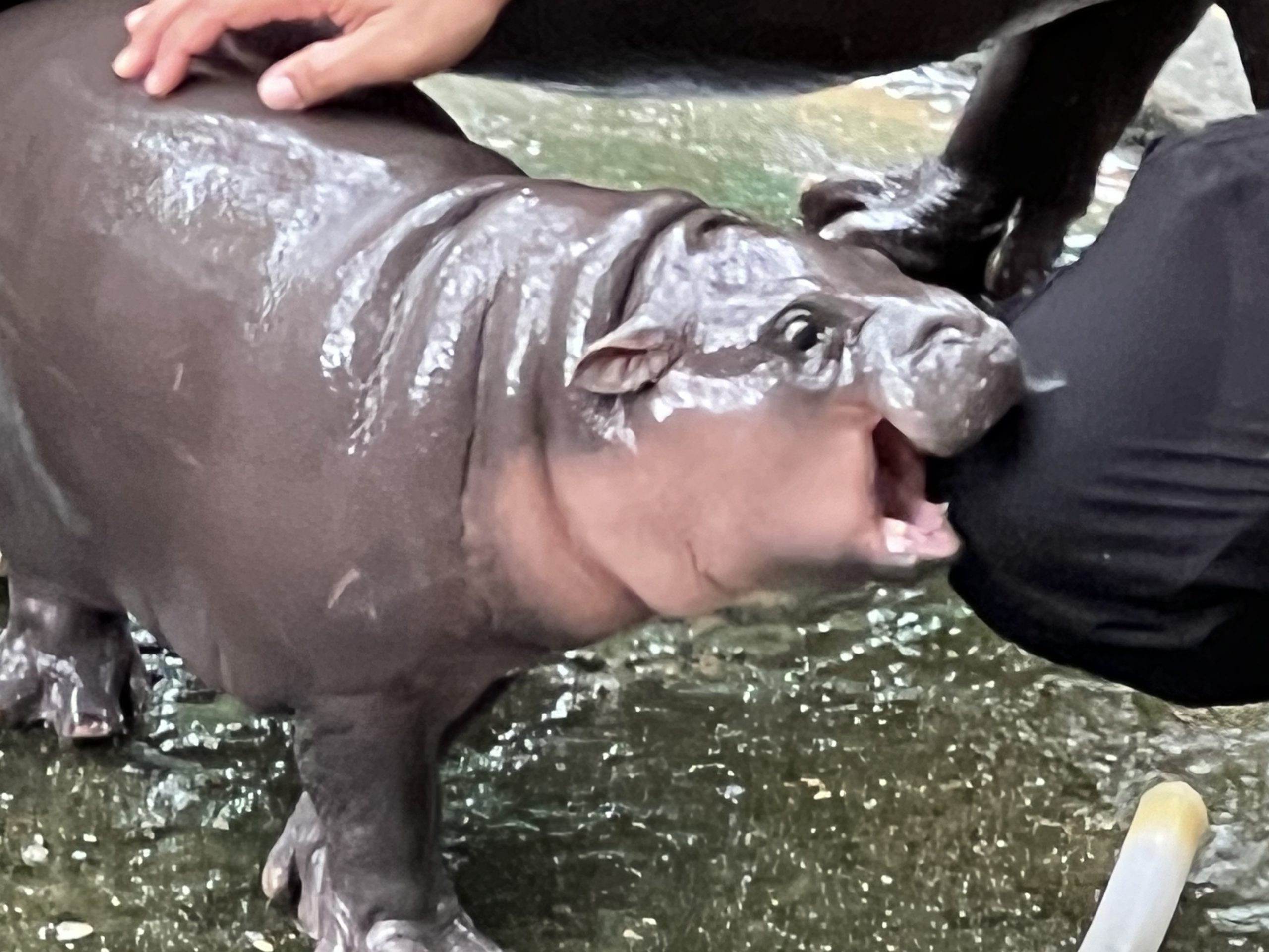 Moo Deng the hippo bites a person's knee