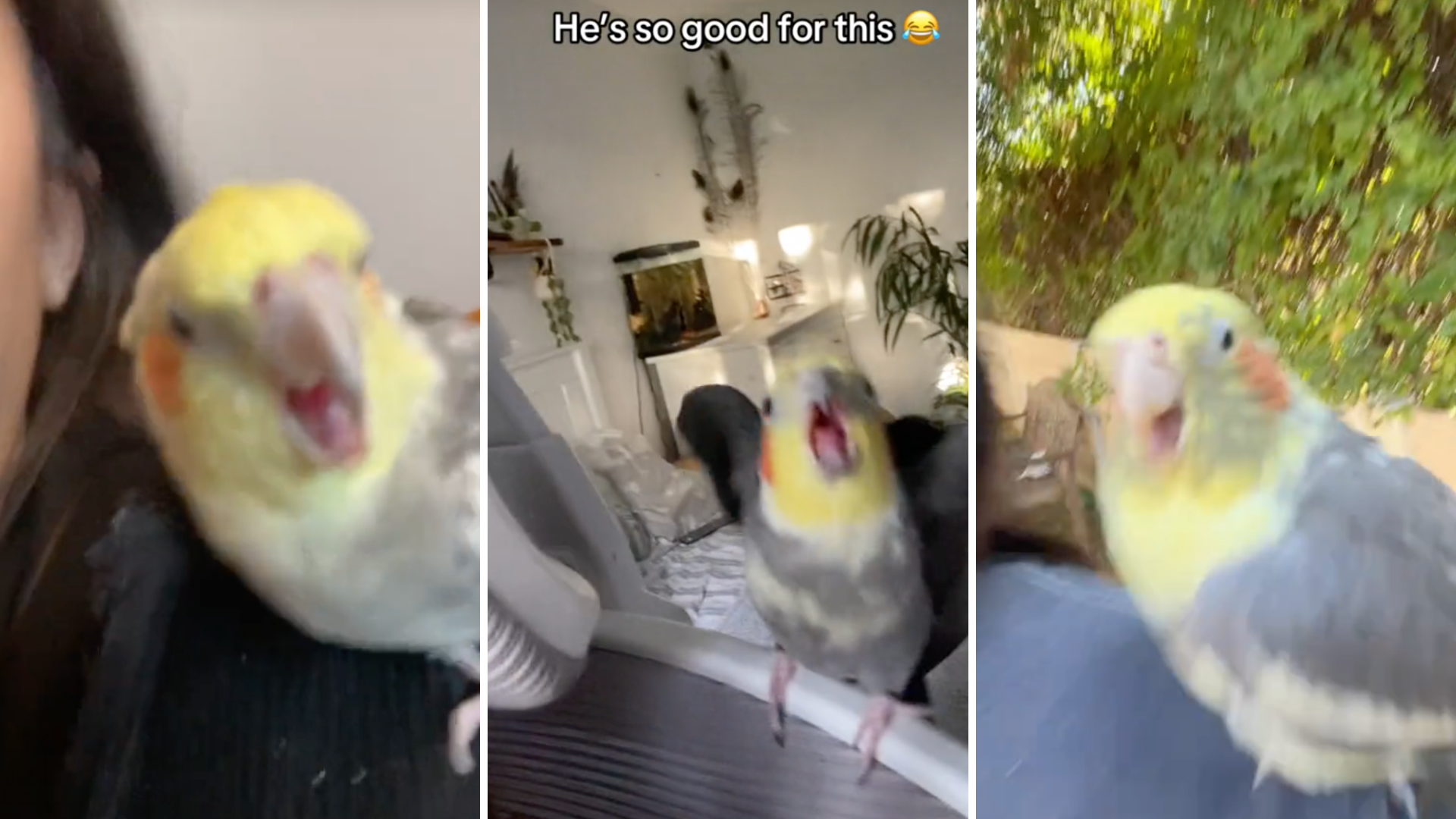 Three images of TikTok videos showing cockatiels on people's shoulders.