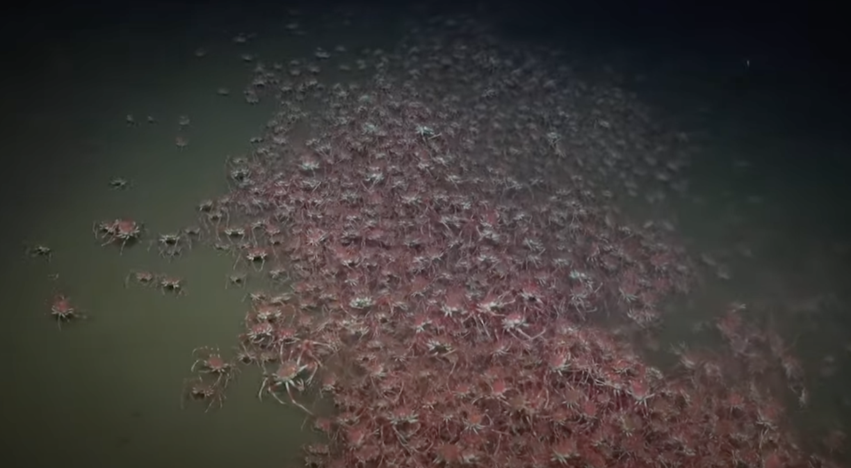 A giant group of crabs filmed 1,350 feet below the surface in San Antonio Canyon.