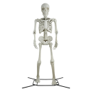 Steve the Poseable Skeleton on white background