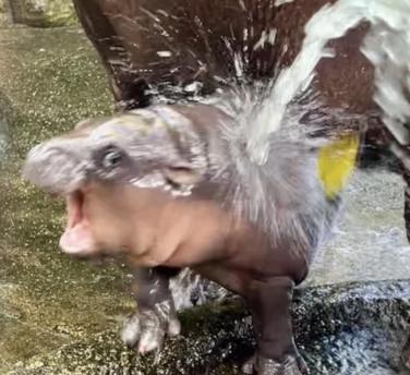 Moo Deng being sprayed with water