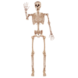 Joyin Poseable Life Size Skeleton on white background