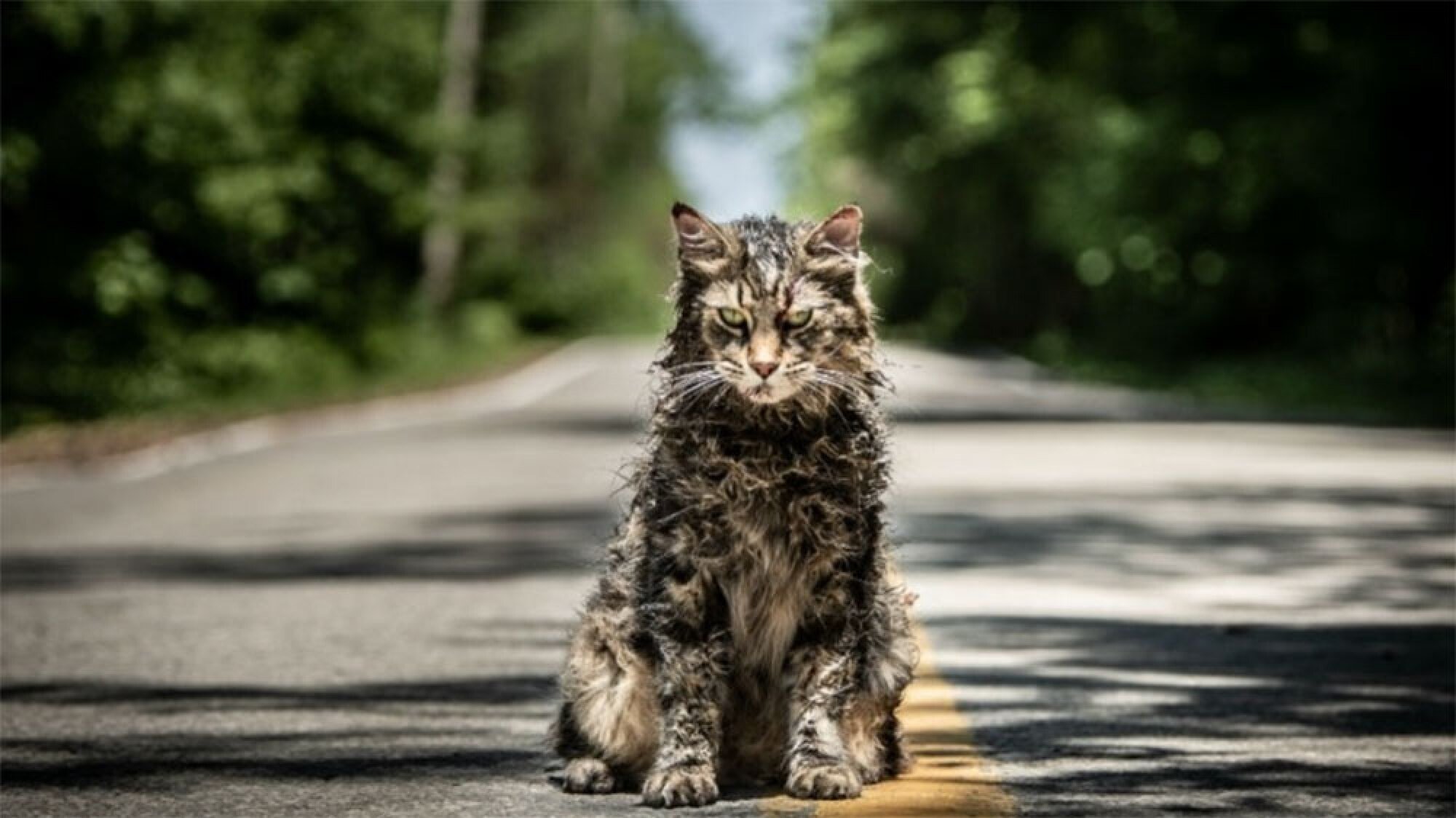 An evil-looking, dirty cat sits in the middle of a main road in the woods.